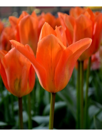  Лале (Tulipa 'Orange Emperor') T153